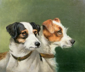 Två foxterrier, 1898